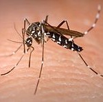 Asian Tiger Mosquito - Aedes Albopictus