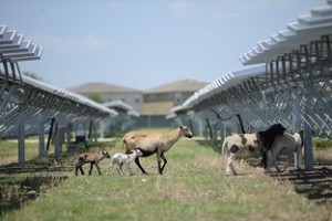 Sheep grazing at 45 acre San Antonio OCI Solar Power farm Photo by Charlie Pearce