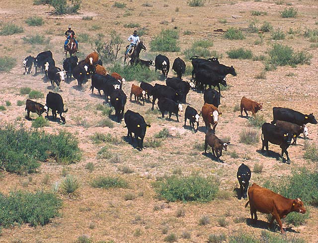 Cattle during a roundup session